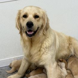 Bunny - Golden Retriever