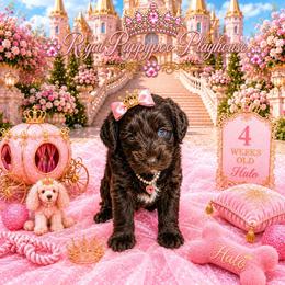 Halo - Brown female Schnoodle puppy in Demorest, Georgia from Royal Puppypoo Playhouse