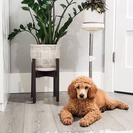 Goldendoodles and Poodles from Echo Lake Poodles