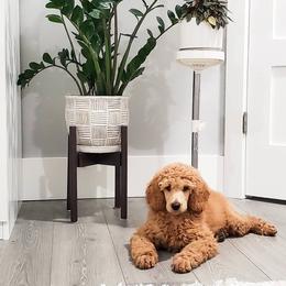 Goldendoodles and Poodles from Echo Lake Poodles