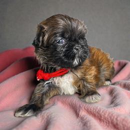 AKC-Maple - Brindle and white female Shih Tzu puppy in Mooresville, North Carolina from Juji Shih Tzu