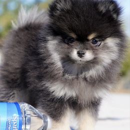 Sophie - Black and tan parti female Pomeranian puppy in Santa Clarita, California from Hollywood Mini Pets