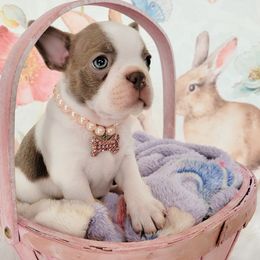 Boston Terrier Puppies from Our Gang Bostons