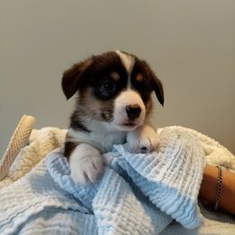 Pembroke Welsh Corgi Puppies from Patrick's Pembroke Welsh Corgis