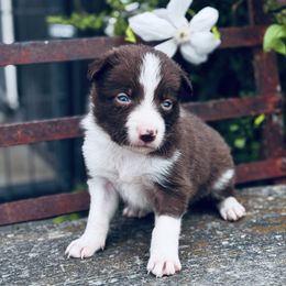 Boy 4 - Red and White Full Collar - White and red male Border Collie puppy in Minden, Iowa from Rocking N Registered Border Collies & Labradors