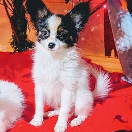 AKC Girl 4 - White black and tan female Papillon puppy in Joshua, Texas from Summertime Kennels