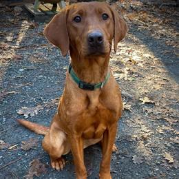 Gretzky - Labrador Retriever
