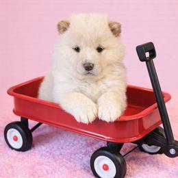 Jose - Cream female Shiba Inu puppy in Illinois from Precious-Puppies
