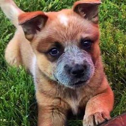 Australian Cattle Dogs and Colorado Mountain Dogs from Painted Canvas Farm