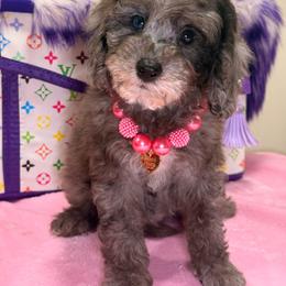 Lola - Merle female Cavapoo puppy in Cooper City, Florida from Jenny La Bone