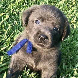 Dilute Retrievers from Dogwood Silver Labs