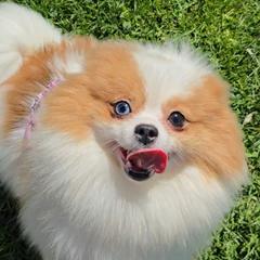 P - Pomeranian