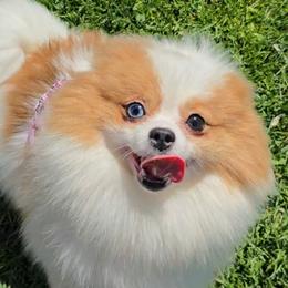P - Pomeranian