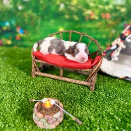 Charm - Dapple female Dachshund puppy in Westport, Kentucky from Lonestar Creek Farm