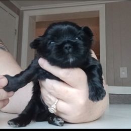 Wednesday - Black female Shih Tzu puppy in Brodnax, Virginia from Kbsshihtzus