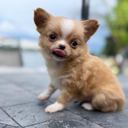 Brock - Red and white male Chihuahua puppy in Harrison, Michigan from Cloud9 Chihuahuas