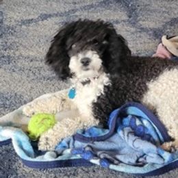 Poodles from Jillian's Poodles