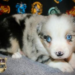 Sage - Blue merle female Australian Shepherd puppy in El Dorado Springs, Missouri from HP Aussie Kennels