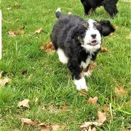 Bernedoodle Puppies from Flat Creek Bernedoodles