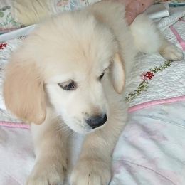 Green collar - Light golden male Golden Retriever puppy in Dallas, Texas from Denali Kennels