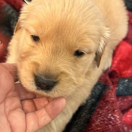 Blitzen - Dark golden male Golden Retriever puppy in Seville, Ohio from Retriever Ranch