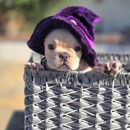 French Bulldog Puppies from County Of Orange Frenchie Family