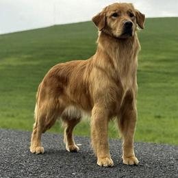 Gretchen - Golden Retriever