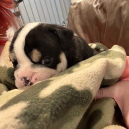 Bulldog Puppies from Bulldog's 4 Brothers