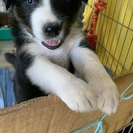 Australian Shepherd Puppies from Far Out Aussies