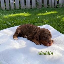 Aladdin - Sable male Poodle puppy in Ellenburg Center, New York from Kristin's Puppies