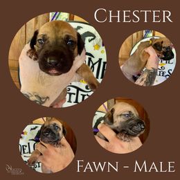Chester - Fawn male Great Dane puppy in Longview, Texas from Noctua Kennels