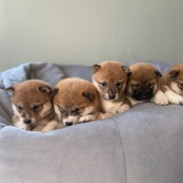 Shiba Inu puppies from Happy Tails Shiba Inus