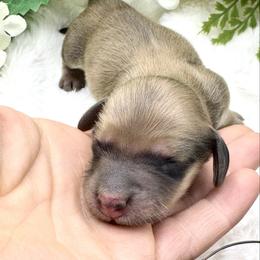 Cosmo - Cream male Dachshund puppy in Exeter, California from Sawtooth Miniature Dachshunds