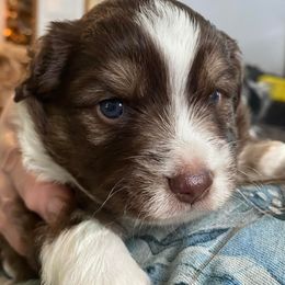 Miniature Australian Shepherds from Wee Cope With Them