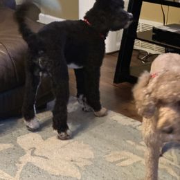Bernedoodle, Goldendoodle, and Shih Tzu Puppies from TrueLine kennels
