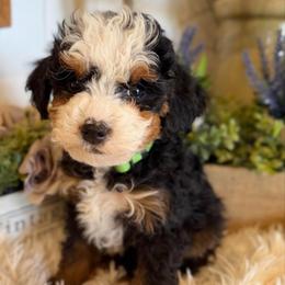 Maple neon collar - Tri-color female Bernedoodle puppy in Saint Francis, Kansas from Land of Oz Doodles
