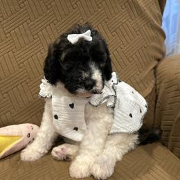 Star - Parti female Poodle puppy in Mobile, Alabama from Semmy’s Standard Poodle LLC