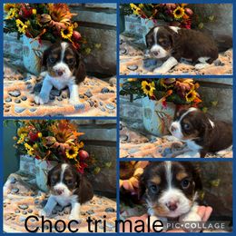 Choc tri blue collar - Chocolate male Cavalier King Charles Spaniel puppy in Greenleaf, Wisconsin from Ledgetop Family Cavaliers
