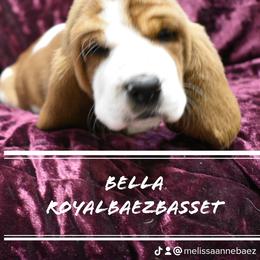 Basset Hound Puppies from Royal Baez Basset