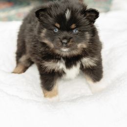 Pomsky Puppies from Rainier Mountain Pomsky’s LLC