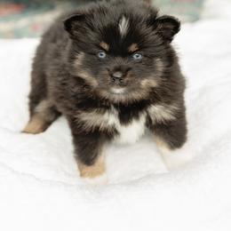 Pomsky Puppies from Rainier Mountain Pomsky’s LLC
