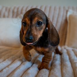 Apple - Red male Dachshund puppy in Temecula, California from Naomi Magee's Dachshund Kennel