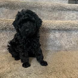 Boy 1 - Black male Poodle puppy in Lees Summit, Missouri from Divine K9s LLC