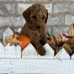 Cavapoos, Cockapoos, and Poodles from Shaffer Top Notch Puppies