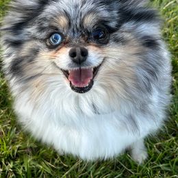 Ivy - Pomeranian
