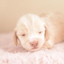 Giddy -- FULL AKC Cream LH - Cream female Dachshund puppy in Neosho, Missouri from A Walk In The Park
