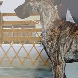 Great Danes from Jerdans Great Danes