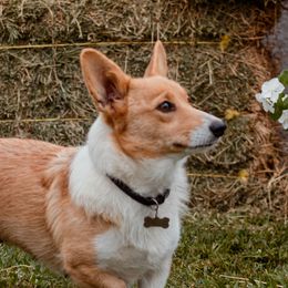 Jewels - Pembroke Welsh Corgi
