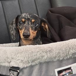 Dachshunds from Dingle’s Dog House