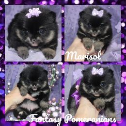 Marisol - Black and tan female Pomeranian puppy in Anna, Texas from Fantasy Pomeranians & Fantasy Aussies